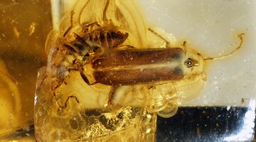 Kolekcja paleogeńskich stawonogów