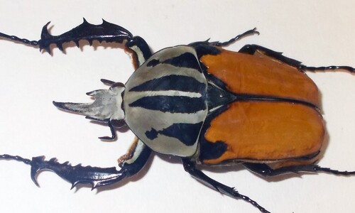 Stawonogi tropikalne