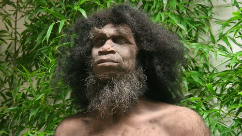 Homo erectus - jedna z najlepszych na świecie rekonstrukcji człowieka wyprostowanego w Uniwersyteckim Centrum Przyrodniczym