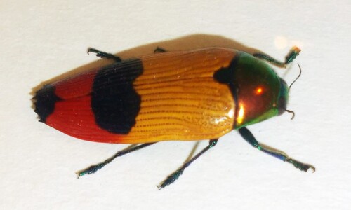 Stawonogi tropikalne