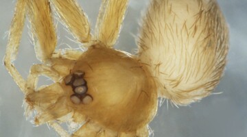 Kolekcja pająków (Araneae) Polski w zbiorach Uniwersytetu w Białymstoku