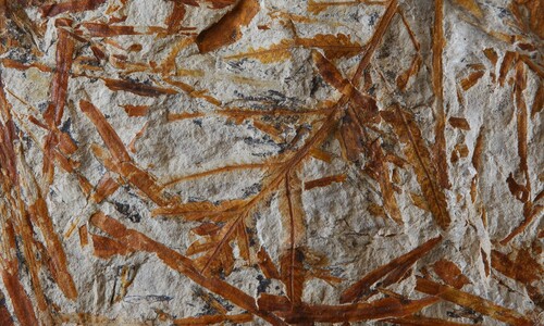 Ewolucja naczyniowych roślin lądowych
