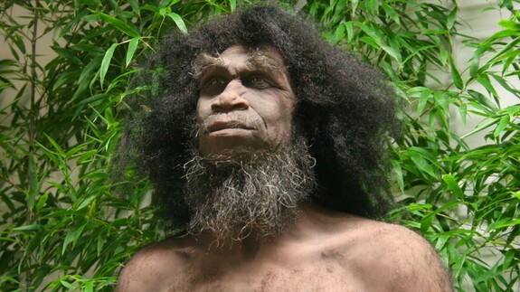Homo erectus - jedna z najlepszych na świecie rekonstrukcji człowieka wyprostowanego w Uniwersyteckim Centrum Przyrodniczym