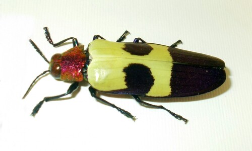 Stawonogi tropikalne