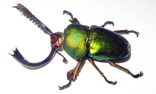 Stawonogi tropikalne