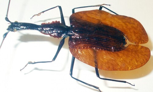 Stawonogi tropikalne