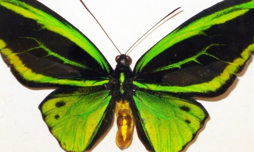 Stawonogi tropikalne