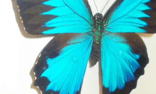 Stawonogi tropikalne
