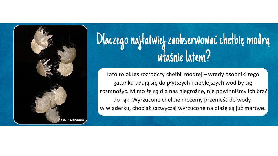 Chełbia modra (Aurelia aurita) z wystawy „Potwory z głębin”