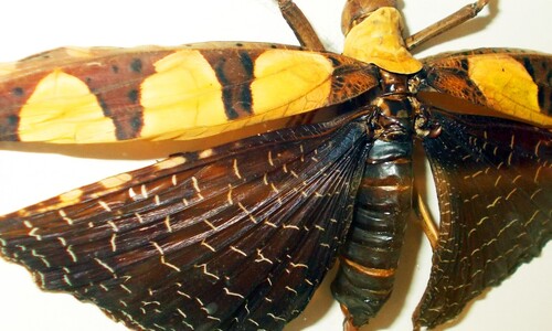 Stawonogi tropikalne