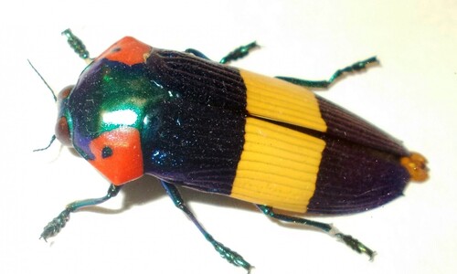 Stawonogi tropikalne