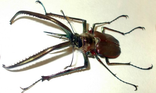 Stawonogi tropikalne